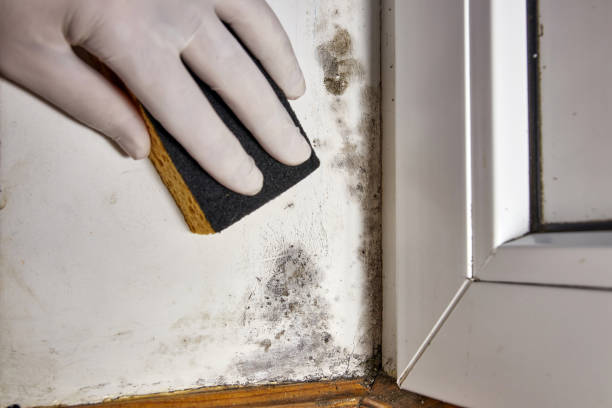 Best Industrial Mold Remediation  in Keedysville, MD